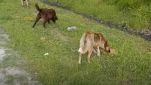 Ormanda Besleme Videosu