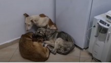 3 cana gençlik hastalığı teşhisi konuldu