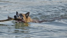 Yalova’da gölete düşen 2 köpeği itfaiye ekipleri kurtardı