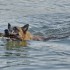 Yalova’da gölete düşen 2 köpeği itfaiye ekipleri kurtardı