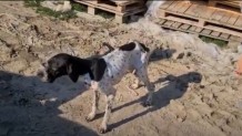 Leismania Tedavisine Alınan Pointer Evlat